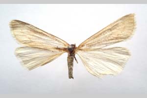 Catoptria majorella klimeschi Ganev, 1983 [паратип NMNHSINV0358] (c) Национален природонаучен музей, БАН — Колекция Безгръбначни животни (NMNHS-INV)