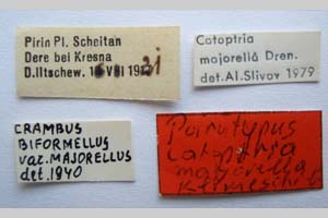 Catoptria majorella klimeschi Ganev, 1983 [паратип NMNHSINV0358] (2) (c) Национален природонаучен музей, БАН — Колекция Безгръбначни животни (NMNHS-INV)
