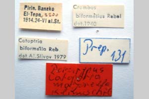 Catoptria majorella klimeschi Ganev, 1983 [паратип NMNHSINV0359] (2) (c) Национален природонаучен музей, БАН — Колекция Безгръбначни животни (NMNHS-INV)