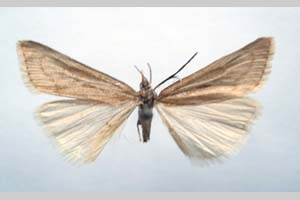 Catoptria majorella klimeschi Ganev, 1983 [паратип NMNHSINV0360] (c) Национален природонаучен музей, БАН — Колекция Безгръбначни животни (NMNHS-INV)