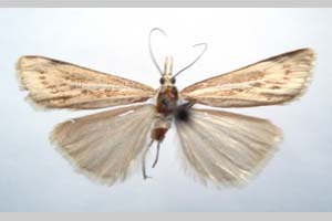 Catoptria majorella klimeschi Ganev, 1983 [паратип NMNHSINV0361] (c) Национален природонаучен музей, БАН — Колекция Безгръбначни животни (NMNHS-INV)