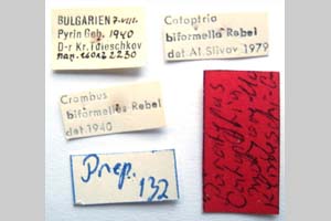 Catoptria majorella klimeschi Ganev, 1983 [паратип NMNHSINV0361] (2) (c) Национален природонаучен музей, БАН — Колекция Безгръбначни животни (NMNHS-INV)