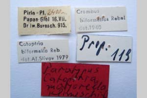 Catoptria majorella klimeschi Ganev, 1983 [паратип NMNHSINV0360] (2) (c) Национален природонаучен музей, БАН — Колекция Безгръбначни животни (NMNHS-INV)