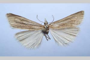 Catoptria majorella klimeschi Ganev, 1983 [паратип NMNHSINV0362] (c) Национален природонаучен музей, БАН — Колекция Безгръбначни животни (NMNHS-INV)