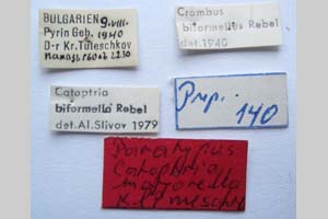 Catoptria majorella klimeschi Ganev, 1983 [паратип NMNHSINV0362] (2) (c) Национален природонаучен музей, БАН — Колекция Безгръбначни животни (NMNHS-INV)