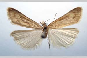 Catoptria majorella klimeschi Ganev, 1983 [паратип NMNHSINV0363] (c) Национален природонаучен музей, БАН — Колекция Безгръбначни животни (NMNHS-INV)
