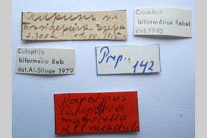 Catoptria majorella klimeschi Ganev, 1983 [паратип NMNHSINV0363] (2) (c) Национален природонаучен музей, БАН — Колекция Безгръбначни животни (NMNHS-INV)