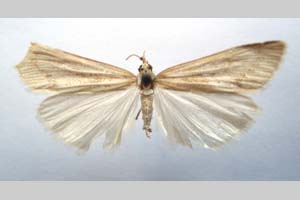 Catoptria majorella klimeschi Ganev, 1983 [паратип NMNHSINV0364] (c) Национален природонаучен музей, БАН — Колекция Безгръбначни животни (NMNHS-INV)