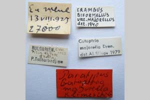 Catoptria majorella klimeschi Ganev, 1983 [паратип NMNHSINV0364] (2) (c) Национален природонаучен музей, БАН — Колекция Безгръбначни животни (NMNHS-INV)