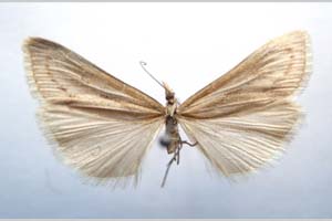 Catoptria majorella klimeschi Ganev, 1983 [паратип NMNHSINV0365] (c) Национален природонаучен музей, БАН — Колекция Безгръбначни животни (NMNHS-INV)