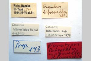 Catoptria majorella klimeschi Ganev, 1983 [паратип NMNHSINV0365] (2) (c) Национален природонаучен музей, БАН — Колекция Безгръбначни животни (NMNHS-INV)