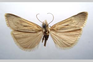 Catoptria biformella roesleri Ganev, 1983 [паратип NMNHSINV0366] (c) Национален природонаучен музей, БАН — Колекция Безгръбначни животни (NMNHS-INV)