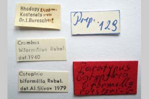 Catoptria biformella roesleri Ganev, 1983 [паратип NMNHSINV0366] (2) (c) Национален природонаучен музей, БАН — Колекция Безгръбначни животни (NMNHS-INV)