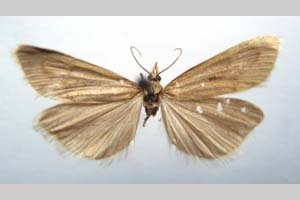 Catoptria biformella roesleri Ganev, 1983 [паратип NMNHSINV0367] (c) Национален природонаучен музей, БАН — Колекция Безгръбначни животни (NMNHS-INV)