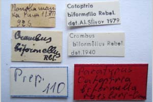 Catoptria biformella roesleri Ganev, 1983 [паратип NMNHSINV0367] (2) (c) Национален природонаучен музей, БАН — Колекция Безгръбначни животни (NMNHS-INV)