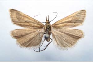 Catoptria biformella roesleri Ganev, 1983 [паратип NMNHSINV0368] (c) Национален природонаучен музей, БАН — Колекция Безгръбначни животни (NMNHS-INV)