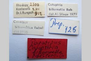 Catoptria biformella roesleri Ganev, 1983 [паратип NMNHSINV0368] (2) (c) Национален природонаучен музей, БАН — Колекция Безгръбначни животни (NMNHS-INV)