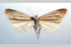 Catoptria biformella roesleri Ganev, 1983 [паратип NMNHSINV0369] (c) Национален природонаучен музей, БАН — Колекция Безгръбначни животни (NMNHS-INV)