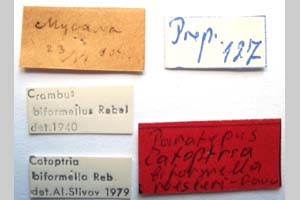 Catoptria biformella roesleri Ganev, 1983 [паратип NMNHSINV0369] (2) (c) Национален природонаучен музей, БАН — Колекция Безгръбначни животни (NMNHS-INV)