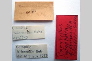 Catoptria biformella roesleri Ganev, 1983 [паратип NMNHSINV0370] (2) (c) Национален природонаучен музей, БАН — Колекция Безгръбначни животни (NMNHS-INV)
