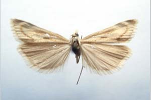 Catoptria biformella roesleri Ganev, 1983 [паратип NMNHSINV0370] (c) Национален природонаучен музей, БАН — Колекция Безгръбначни животни (NMNHS-INV)