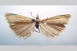 Catoptria biformella roesleri Ganev, 1983 [паратип NMNHSINV0371] (c) Национален природонаучен музей, БАН — Колекция Безгръбначни животни (NMNHS-INV)