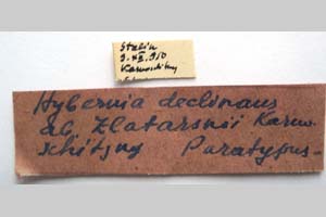 Hybernia declinans ab. zlatarskii Karnoschitzky, 1954 [паратип NMNHSINV0355] (2) (c) Национален природонаучен музей, БАН — Колекция Безгръбначни животни (NMNHS-INV)