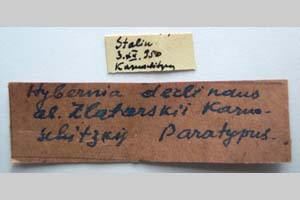 Hybernia declinans ab. zlatarskii Karnoschitzky, 1954 [паратип NMNHSINV0356] (2) (c) Национален природонаучен музей, БАН — Колекция Безгръбначни животни (NMNHS-INV)