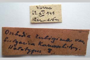 Orrhodia rubiginea var. bulgarica Karnoschitzky, 1954 [холотип NMNHSINV0357] (2) (c) Национален природонаучен музей, БАН — Колекция Безгръбначни животни (NMNHS-INV)