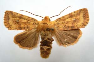 Orrhodia rubiginea var. bulgarica Karnoschitzky, 1954 [холотип NMNHSINV0357] (c) Национален природонаучен музей, БАН — Колекция Безгръбначни животни (NMNHS-INV)