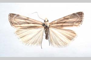 Catoptria olympica Ganev, 1983 [холотип NMNHSINV0372] (c) Национален природонаучен музей, БАН — Колекция Безгръбначни животни (NMNHS-INV)