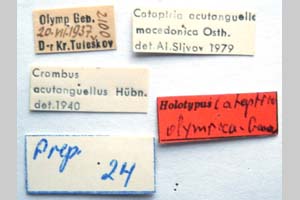 Catoptria olympica Ganev, 1983 [холотип NMNHSINV0372] (2) (c) Национален природонаучен музей, БАН — Колекция Безгръбначни животни (NMNHS-INV)