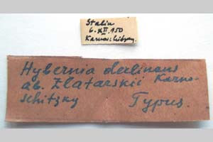 Hybernia declinans ab. zlatarskii Karnoschitzky, 1954 [холотип NMNHSINV0373] (2) (c) Национален природонаучен музей, БАН — Колекция Безгръбначни животни (NMNHS-INV)