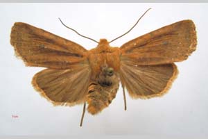 Orrhodia rubiginea var. bulgarica Karnoschitzky, 1954 [холотип NMNHSINV0374] (c) Национален природонаучен музей, БАН — Колекция Безгръбначни животни (NMNHS-INV)
