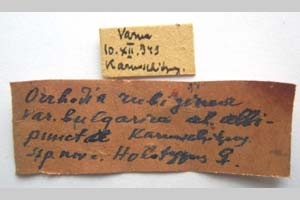 Orrhodia rubiginea var. bulgarica Karnoschitzky, 1954 [холотип NMNHSINV0374] (2) (c) Национален природонаучен музей, БАН — Колекция Безгръбначни животни (NMNHS-INV)