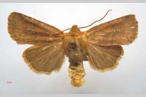 Orrhodia rubiginea var. bulgarica Karnoschitzky, 1954 [паратип NMNHSINV0375] (c) Национален природонаучен музей, БАН — Колекция Безгръбначни животни (NMNHS-INV)