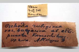 Orrhodia rubiginea var. bulgarica Karnoschitzky, 1954 [паратип NMNHSINV0375] (2) (c) Национален природонаучен музей, БАН — Колекция Безгръбначни животни (NMNHS-INV)