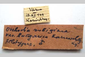 Orrhodia rubiginea var. bulgarica Karnoschitzky, 1954 [паратип NMNHSINV0376] (2) (c) Национален природонаучен музей, БАН — Колекция Безгръбначни животни (NMNHS-INV)