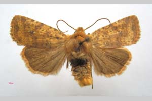 Orrhodia rubiginea var. bulgarica Karnoschitzky, 1954 [паратип NMNHSINV0376] (c) Национален природонаучен музей, БАН — Колекция Безгръбначни животни (NMNHS-INV)
