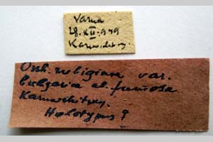 Orrhodia rubiginea var. bulgarica ab. fumosa Karnoschitzky, 1954 [холотип NMNHSINV0377] (2) (c) Национален природонаучен музей, БАН — Колекция Безгръбначни животни (NMNHS-INV)