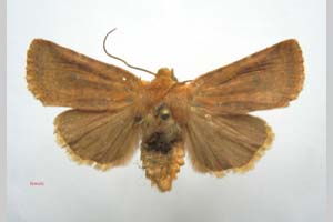 Orrhodia rubiginea var. bulgarica ab. fumosa Karnoschitzky, 1954 [холотип NMNHSINV0377] (c) Национален природонаучен музей, БАН — Колекция Безгръбначни животни (NMNHS-INV)