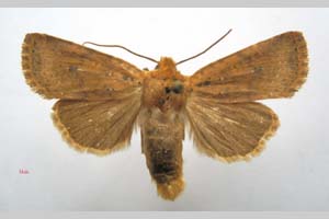 Orrhodia rubiginea var. bulgarica ab. fumosa Karnoschitzky, 1954 [паратип NMNHSINV0378] (c) Национален природонаучен музей, БАН — Колекция Безгръбначни животни (NMNHS-INV)