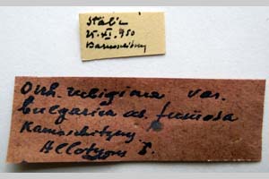 Orrhodia rubiginea var. bulgarica ab. fumosa Karnoschitzky, 1954 [паратип NMNHSINV0378] (2) (c) Национален природонаучен музей, БАН — Колекция Безгръбначни животни (NMNHS-INV)