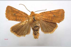 Orrhodia rubiginea var. bulgarica ab. subcompleta Karnoschitzky, 1954 [холотип NMNHSINV0379] (c) Национален природонаучен музей, БАН — Колекция Безгръбначни животни (NMNHS-INV)