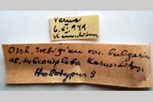 Orrhodia rubiginea var. bulgarica ab. subcompleta Karnoschitzky, 1954 [холотип NMNHSINV0379] (2) (c) Национален природонаучен музей, БАН — Колекция Безгръбначни животни (NMNHS-INV)