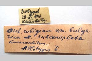 Orrhodia rubiginea var. bulgarica ab. subcompleta Karnoschitzky, 1954 [паратип NMNHSINV0380] (2) (c) Национален природонаучен музей, БАН — Колекция Безгръбначни животни (NMNHS-INV)