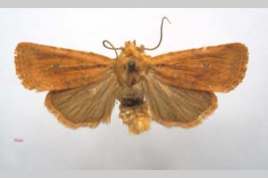 Orrhodia rubiginea var. bulgarica ab. subcompleta Karnoschitzky, 1954 [паратип NMNHSINV0380] (c) Национален природонаучен музей, БАН — Колекция Безгръбначни животни (NMNHS-INV)