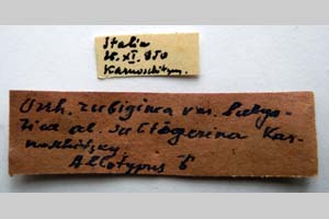 Orrhodia rubiginea var. bulgarica ab. subtigerina Karnoschitzky, 1954 [паратип NMNHSINV0381] (2) (c) Национален природонаучен музей, БАН — Колекция Безгръбначни животни (NMNHS-INV)