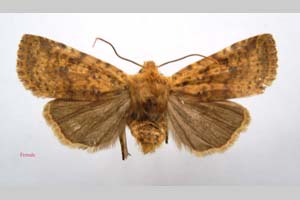Orrhodia rubiginea var. bulgarica ab. subtigerina Karnoschitzky, 1954 [паратип NMNHSINV0381] (c) Национален природонаучен музей, БАН — Колекция Безгръбначни животни (NMNHS-INV)