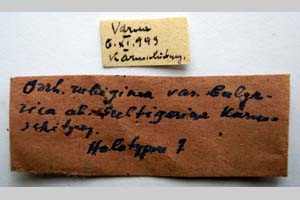 Orrhodia rubiginea var. bulgarica ab. subtigerina Karnoschitzky, 1954 [холотип NMNHSINV0382] (2) (c) Национален природонаучен музей, БАН — Колекция Безгръбначни животни (NMNHS-INV)